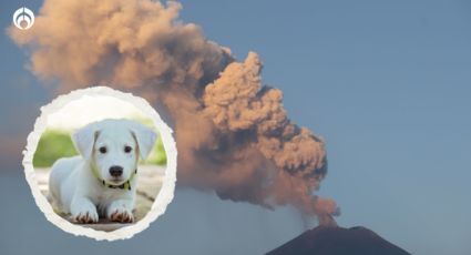 ¿Cómo cuidar a tu mascota ante la caída de ceniza del Popocatépetl?