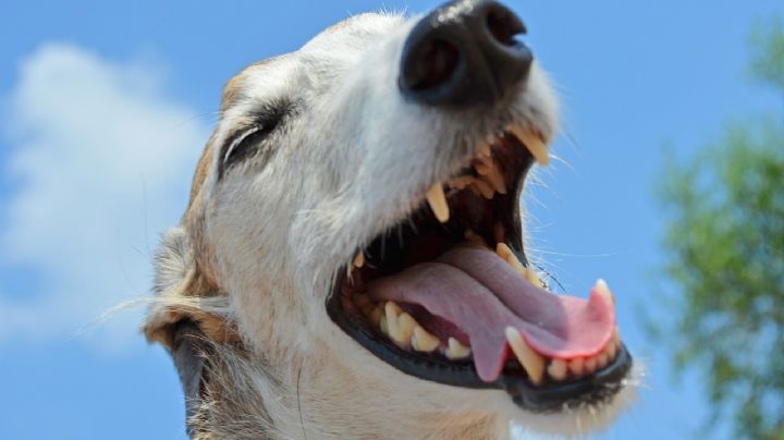 ¿Cómo quitar el mal aliento de los perritos? Sigue estos fáciles consejos