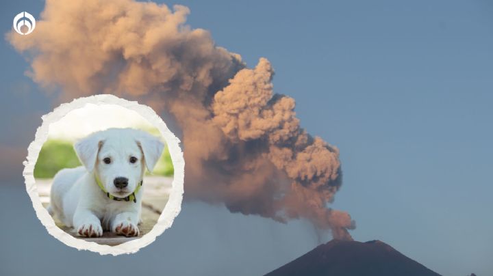 ¿Cómo cuidar a tu mascota ante la caída de ceniza del Popocatépetl?