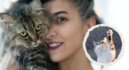 Gatitos: 6 señales de que tu 'michi' te considera su madre