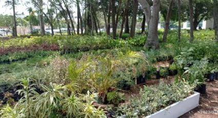 Un día en el vivero: ven a plantar tu arbolito y a saber más sobre cuidado del medio ambiente