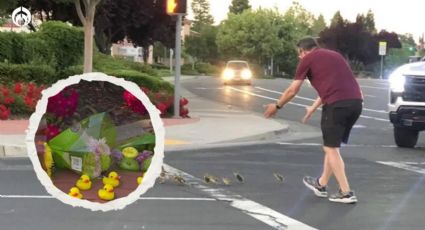 Hombre ayudó a una familia de ‘patitos’ a cruzar la calle… y murió atropellado