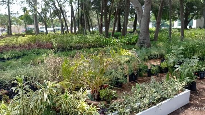 Un día en el vivero: ven a plantar tu arbolito y a saber más sobre cuidado del medio ambiente