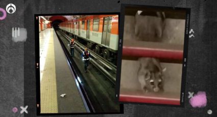 Un ‘intruso’ en Metro CDMX: buscan a un ¡cacomixtle! en la Línea 7… ¿lo has visto?