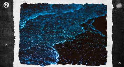 ¿Cuándo y dónde ver la bioluminiscencia en las playas de México?