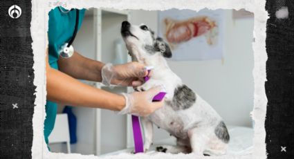 Perritos: 5 formas de evitar el cáncer en tu 'lomito'