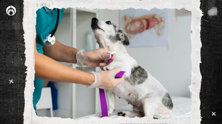 Perritos: 5 formas de evitar el cáncer en tu 'lomito'