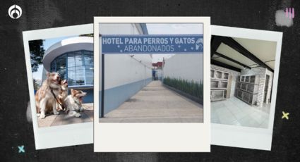 ¡Está perrón! Así es el primer hotel para lomitos y michis abandonados de la CDMX (FOTOS)