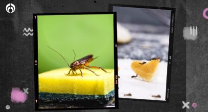 Despídete de las cucarachas y hormigas en la cocina con estos sencillos trucos