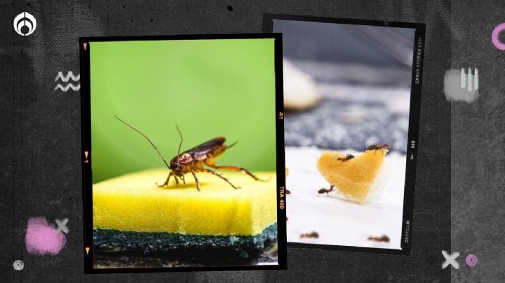 Despídete de las cucarachas y hormigas en la cocina con estos sencillos trucos