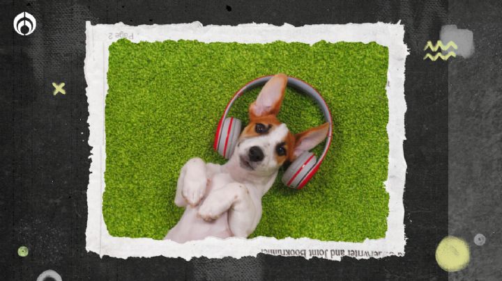 Perritos: 10 nombres inspirados en la música para tu 'lomito'