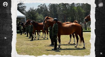 Un caballo ‘estrella’ del Ejército: así es la raza que buscan certificar (FOTOS)