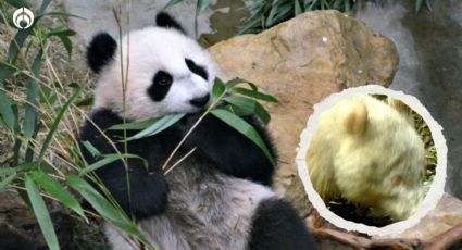 (FOTO) Así es el único panda blanco que existe en todo el mundo