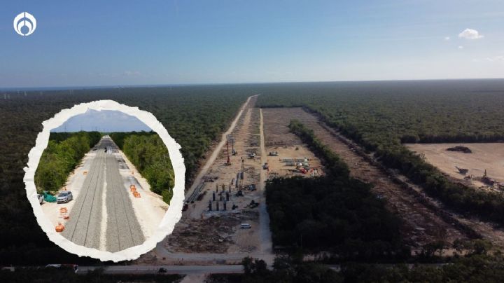 Tren Maya: así ha sido la tala de árboles en la selva (FOTOS)