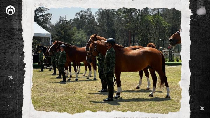 Un caballo ‘estrella’ del Ejército: así es la raza que buscan certificar (FOTOS)