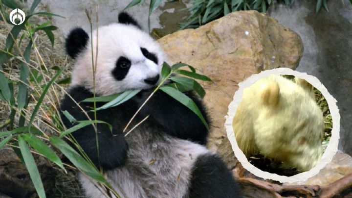 (FOTO) Así es el único panda blanco que existe en todo el mundo