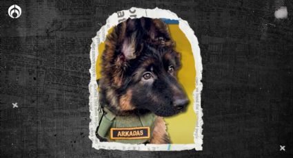 Arkadas: ¿qué significa el nombre del nuevo perrito rescatista del Ejército?