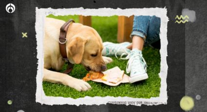 Perritos: esto le pasa si le das diario comida para humanos