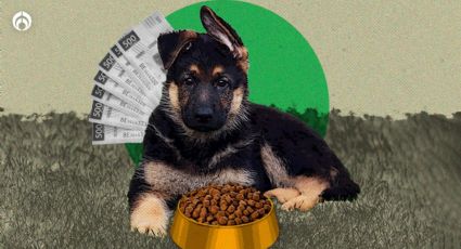 ¿Cuánto gastan en perritos rescatistas? Esto dan Semar y Sedena para alimentar a Arkadas y los binomios caninos