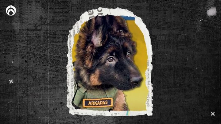 Arkadas: ¿qué significa el nombre del nuevo perrito rescatista del Ejército?