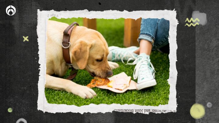 Perritos: esto le pasa si le das diario comida para humanos