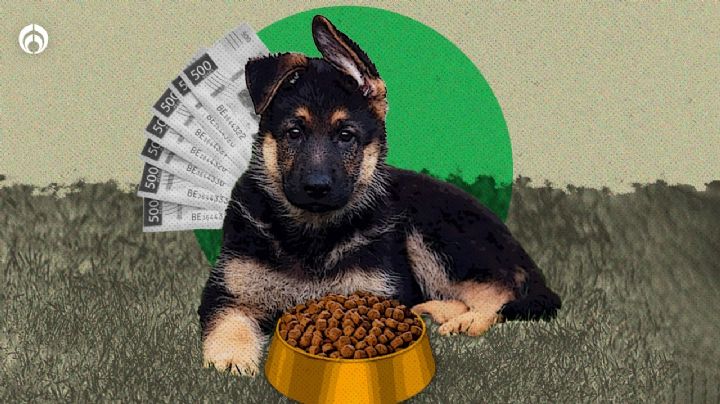 ¿Cuánto gastan en perritos rescatistas? Esto dan Semar y Sedena para alimentar a Arkadas y los binomios caninos