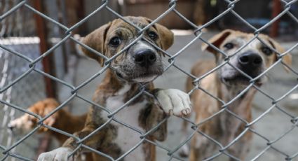 Maltrato animal en Madero: legisladora propone hasta 2 años de carcel por delito