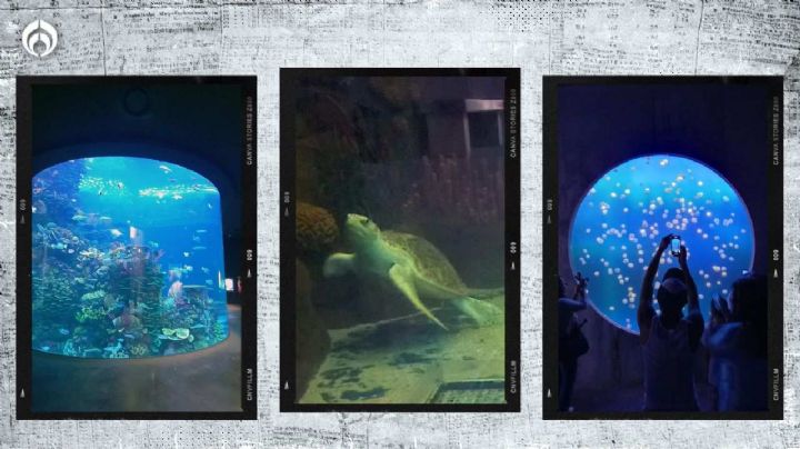 (FOTOS) Así es el nuevo acuario de Mazatlán; de los más impresionantes del mundo