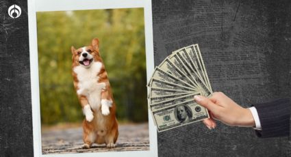 ¿De dónde viene la frase 'con dinero baila el perro'? Te contamos