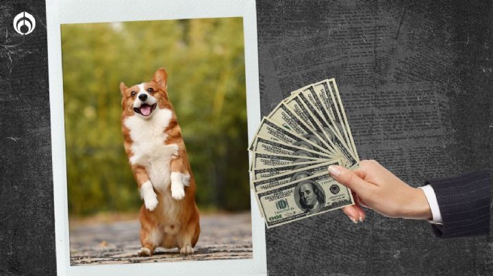 ¿De dónde viene la frase 'con dinero baila el perro'? Te contamos