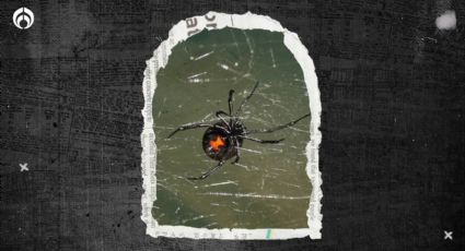 Araña viuda negra: ¿Qué tan peligrosa es y cuándo inicia su temporada?