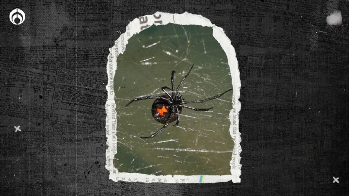 Araña viuda negra: ¿Qué tan peligrosa es y cuándo inicia su temporada?