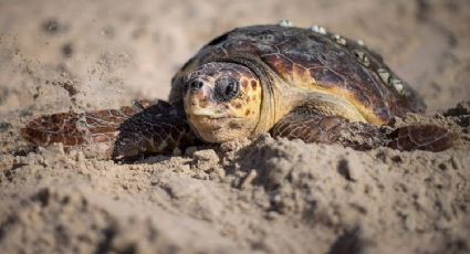 Carnaval de Tortugas en Altamira: especies como la 'caguama' y 'verde' llegan a desovar