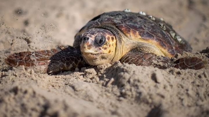 Carnaval de Tortugas en Altamira: especies como la 'caguama' y 'verde' llegan a desovar