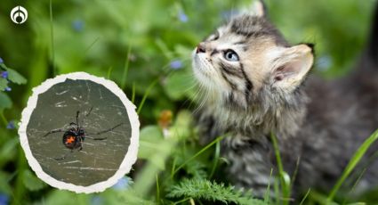 Perritos y gatitos: ¿qué pasa si los pica una araña viuda negra?