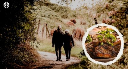 ¿A qué edad se debe dejar de comer carne? Esto dicen los expertos