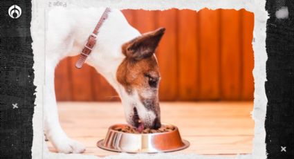 ¿Por qué no debes mezclar las croquetas de tu perro con otros alimentos?