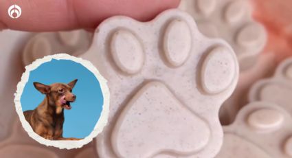 Perritos: ¿Qué son las gomitas de colágeno para 'lomitos' y como se preparan?