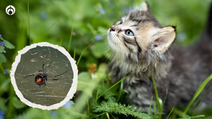 Perritos y gatitos: ¿qué pasa si los pica una araña viuda negra?