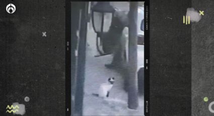 (VIDEO) Investigan a sujeto por asesinar a un gato de un balazo en Tlalnepantla