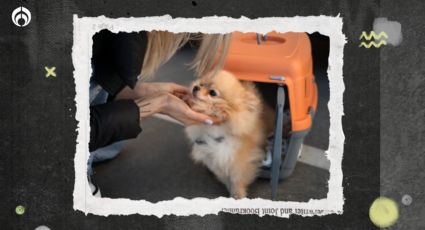 ¿Viajas en avión? Profeco te aclara si tu michi y tu lomito pueden acompañarte