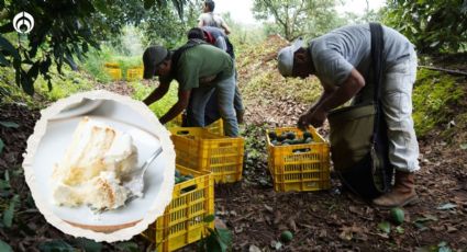 Al menos 40 jornaleros se intoxican tras comer un pastel en Aguascalientes