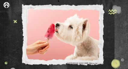 Perritos: ¿cómo hacer paletas de hielo saludables para ‘lomitos’?