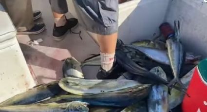 (VIDEO) Exhiben a pescadores capturando peces dorados de manera irregular en La Paz