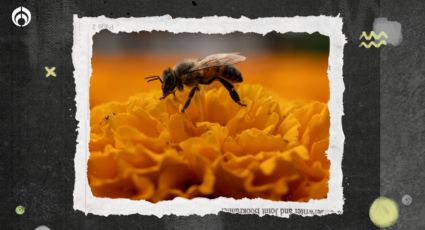 ¿Qué debes hacer si te pica una abeja?