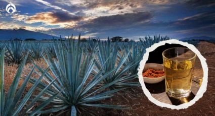 Estos son los 3 mejores mezcales que no son de Oaxaca, según Profeco