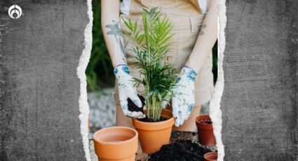 Palmera bambú: beneficios de esta planta contra la ola de calor en tu casa