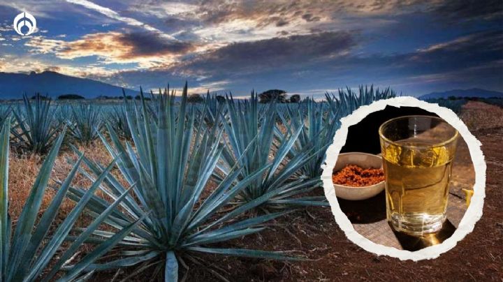 Estos son los 3 mejores mezcales que no son de Oaxaca, según Profeco