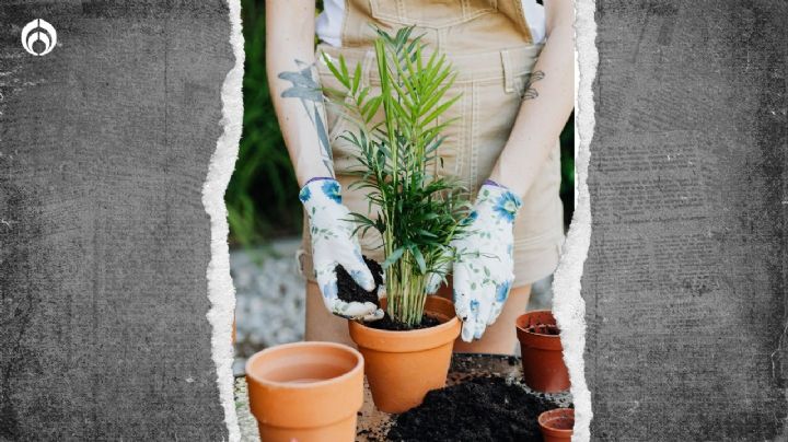 Palmera bambú: beneficios de esta planta contra la ola de calor en tu casa