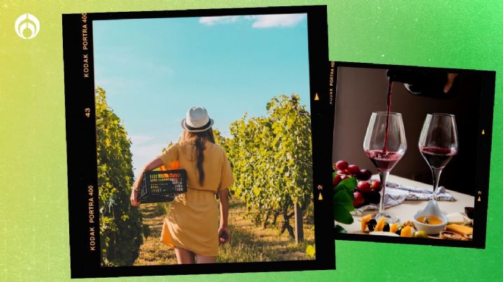 ¿Te gusta el vino? Estos viñedos de Querétaro ofrecen las mejores fiestas de vendimia